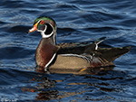 Wood Duck 10 - Aix sponsa
