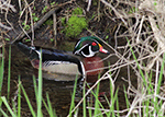 Wood Duck 14 - Aix sponsa