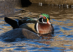 Wood Duck 2 - Aix sponsa