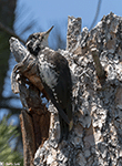 American Three-toed Woodpecker 3 - Picoides dorsalis