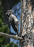 American Three-toed Woodpecker 4 - Picoides dorsalis