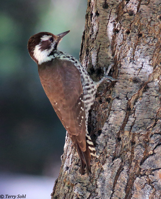 Arizona Woodpecker Dryobates arizonae Photos Photographs Pictures