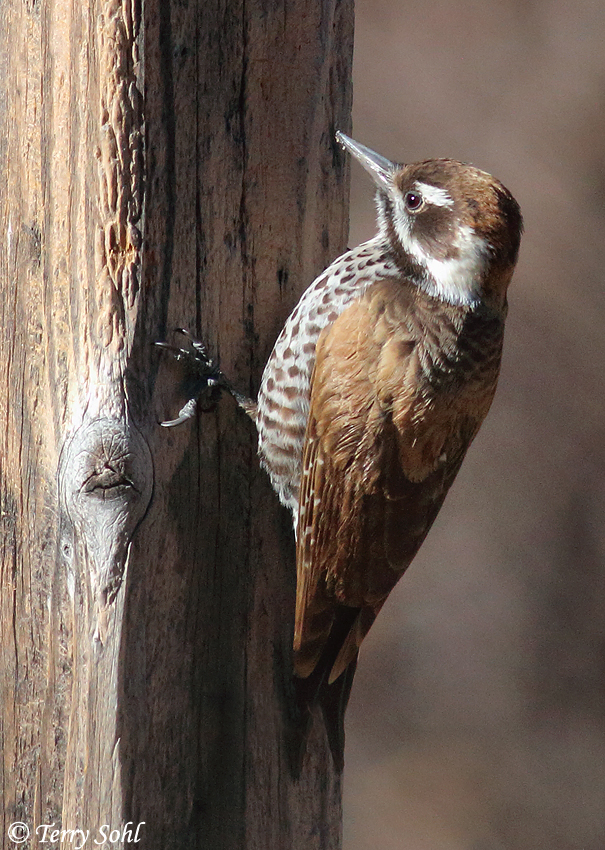 Arizona Woodpecker Species Information and Photos