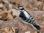 Downy Woodpecker 10 - Picoides pubescens