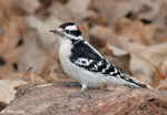 Downy Woodpecker 11 - Picoides pubescens