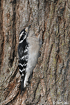 Downy Woodpecker 12 - Picoides pubescens