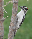 Downy Woodpecker 14 - Picoides pubescens