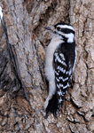 Downy Woodpecker - Dryobates pubescens
