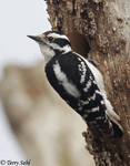 Downy Woodpecker 17 - Picoides pubescens