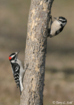 Downy Woodpecker 1 - Picoides pubescens