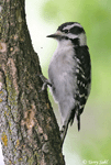 Downy Woodpecker 2 - Picoides pubescens