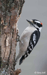 Downy Woodpecker 5 - Picoides pubescens
