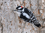 Downy Woodpecker 6 - Picoides pubescens