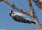 Downy Woodpecker 8 - Picoides pubescens
