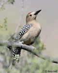 Gila Woodpecker - Melanerpes uropygialis