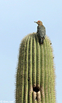 Gila Woodpecker 17 - Melanerpes uropygialis
