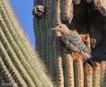 Gila Woodpecker 1 - Melanerpes uropygialis