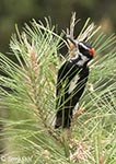Hairy Woodpecker 2 - Leuconotopicus villosus