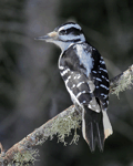 Hairy Woodpecker 5 - Leuconotopicus villosus