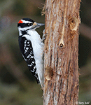 Hairy Woodpecker 6 - Leuconotopicus villosus