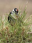Hairy Woodpecker 8 - Leuconotopicus villosus
