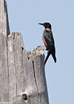 Lewis's Woodpecker 1 - Melanerpes lewis