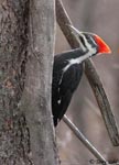 Pileated Woodpecker - Dryocopus pileatus