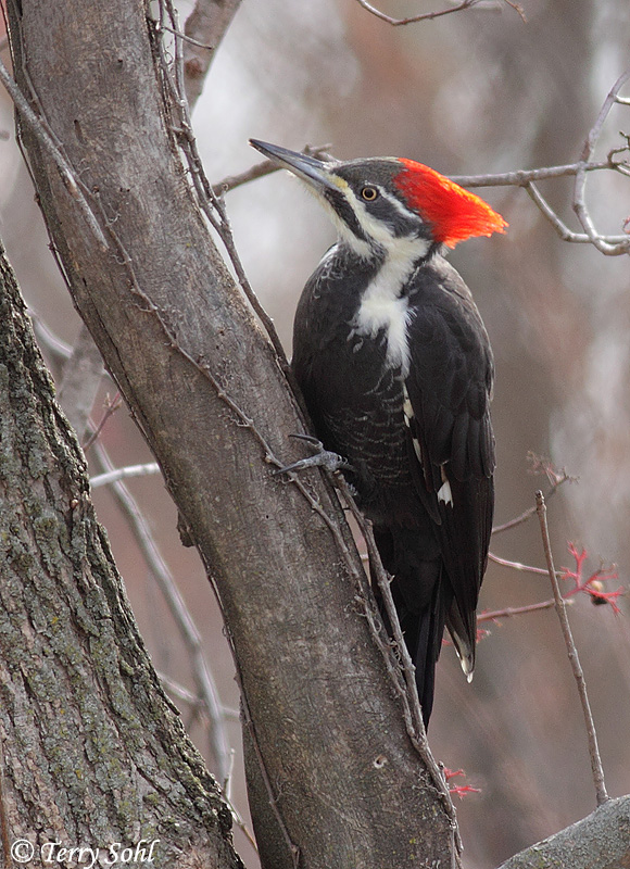 Pileated Woodpecker - Dryocopus pileatus