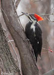 Pileated Woodpecker - Dryocopus pileatus
