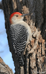 Red-bellied Woodpecker 11 - Melanerpes carolinus
