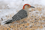 Red-bellied Woodpecker 12 - Melanerpes carolinus