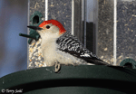 Red-bellied Woodpecker 15 - Melanerpes carolinus