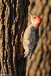 Red-bellied Woodpecker 19 - Melanerpes carolinus