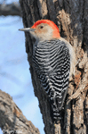 Red-bellied Woodpecker 2 - Melanerpes carolinus