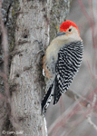Red-bellied Woodpecker 3 - Melanerpes carolinus