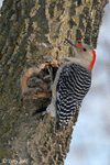 Red-bellied Woodpecker 5 - Melanerpes carolinus