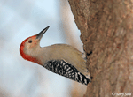 Red-bellied Woodpecker 7 - Melanerpes carolinus