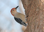 Red-bellied Woodpecker 8 - Melanerpes carolinus
