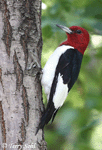Red-headed Woodpecker - Melanerpes erythrocephalus