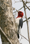 Red-headed Woodpecker - Melanerpes erythrocephalus