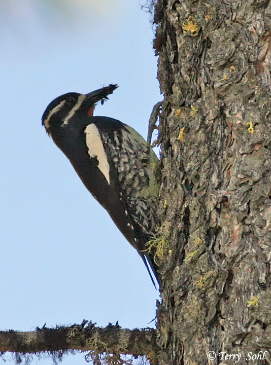 Williamson's Sapsucker - Sphyrapicus thyroideus
