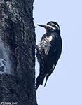 Williamson's Sapsucker photo 2