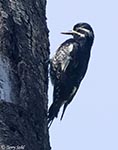 Williamson's Sapsucker photo 2