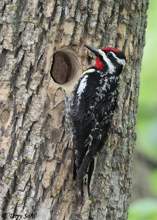 Yellow-bellied Sapsucker - Sphyrapicus varius