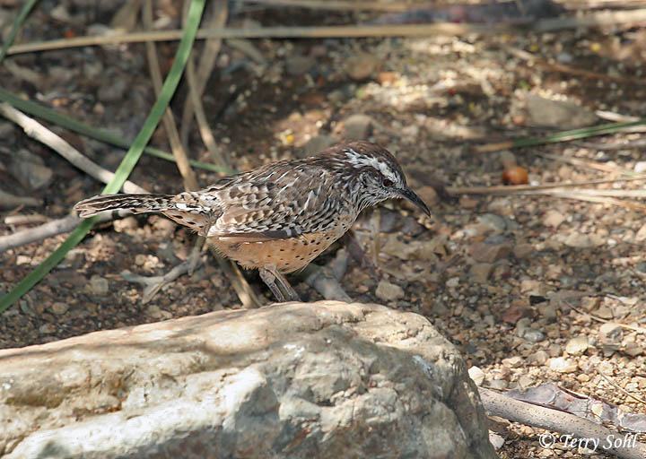 Cactus Wren - Campylorhynchus brunneicapillus