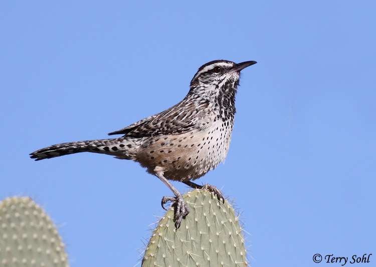 Cactus Wren - Campylorhynchus brunneicapillus