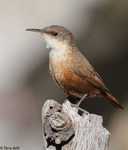 Canyon Wren - Catherpes mexicanus