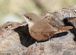 Canyon Wren - Catherpes mexicanus