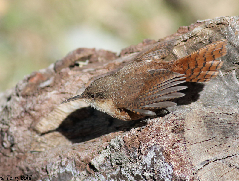 Canyon Wren - Catherpes mexicanus