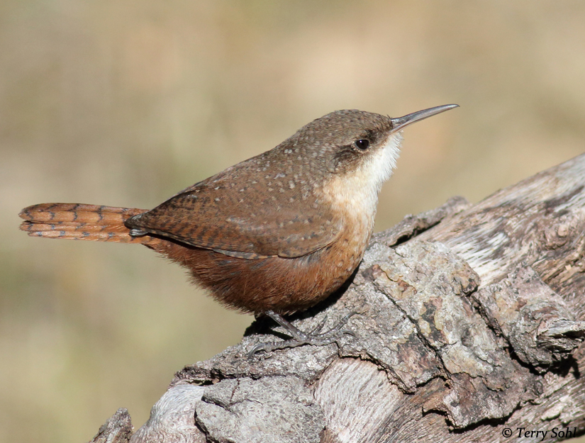Canyon Wren - Catherpes mexicanus